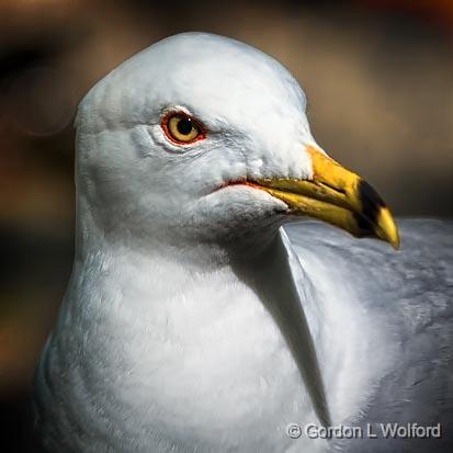 Gull Closeup_53573.jpg - Ring-billed Gull (Larus delawarensis) photographed at Ottawa, Ontario - the Capital of Canada.